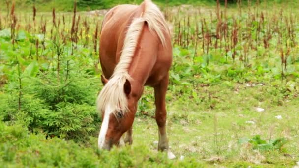 Pasto de cavalo vermelho — Vídeo de Stock