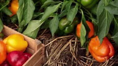 Çiftçi sarı dolmalık biber kendiniyoluyor