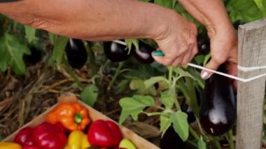 biber ve patlıcan hasadı kadın çiftçi