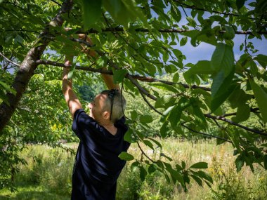 Kiraz bahçesindeki ağaçtan olgun kiraz meyveleri toplayan bir adam. Güneşli, yaz günü, Wojslawice Ağaç Evi, Polonya.
