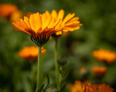 İlaç ve ilaç üretiminde kullanılan turuncu takvim çiçeklerinin (Calendula officinalis) yakın çekimi. Aşağı Silezya, Polonya. Bulanık arkaplan, sığ derinlik alanı.
