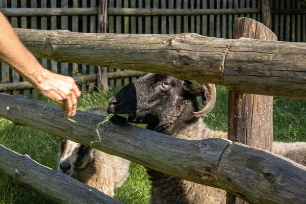 Visitor Feeding Sheep Green Leaves Wooden Fence — Stock Photo, Image