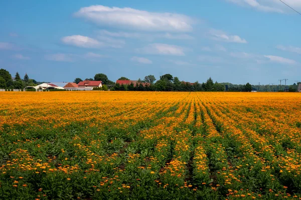 Arkasında köy binaları bulunan bir çiçek tarlası (Calendula officinalis). Aşağı Silezya, Polonya. İlaç ve ilaç üretiminde kullanılıyor. Güneşli, yaz günü.