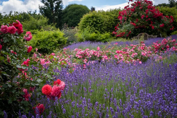 Abundant lavender flowers and pink roses blooming in the garden. Sunny, summer day. 