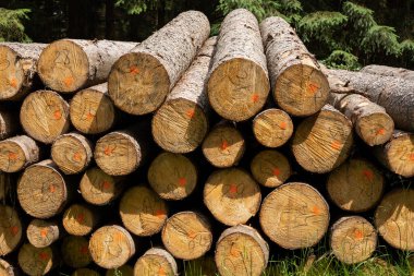 Dışarıya istiflenmiş çam ağacı yığını.. 