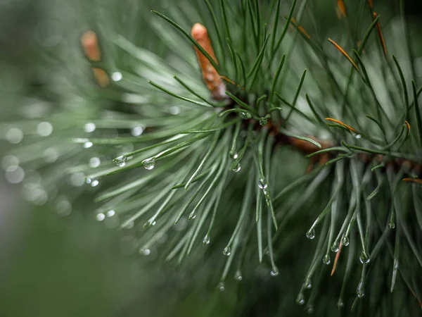 Close Van Regendruppels Een Dennenboom Tak Wazige Achtergrond Moody Sfeer — Stockfoto