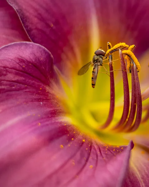 Closeup Small Wasp Collecting Pollen Stamens Pink Daylilly Flower — Stock Photo, Image