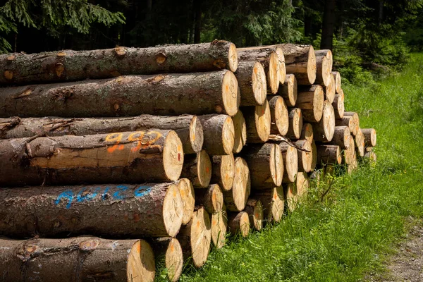 Uma Pilha Troncos Pinheiros Cortados Deitados Grama Floresta Polônia — Fotografia de Stock