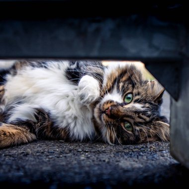 Güzel yeşil gözlü, neşeli beyaz ve kahverengi bir kedi, dışarıda oynuyor, merdivenlerin altından gözetliyor.. 