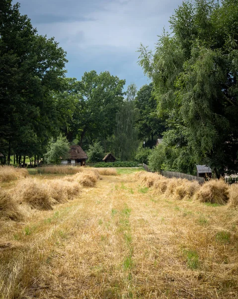 Traditional harvesting grain crops. Old wooden cottages and forest in background. Sheaves of grain in the field, trees in background, summer day.