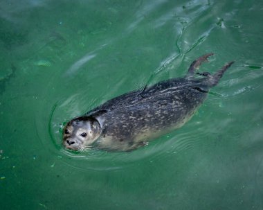 Genç gri fok yeşil suda yüzüyor.. 