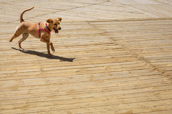 Funny Playful Dog Running Sunlit Wooden Terrace Background Copyspace — Stock Photo, Image