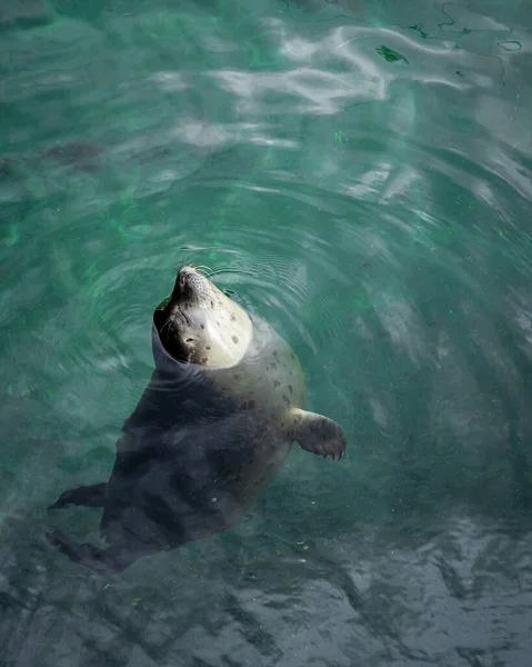 Young Grey Seal Relaxing Green Water — Stock Photo, Image