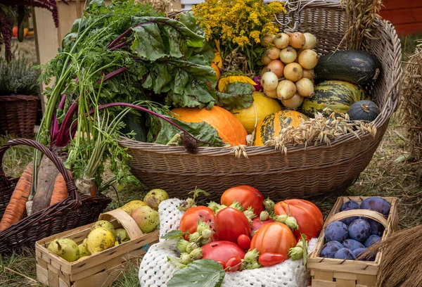 Buntes Obst Und Gemüse Weidenkörben Tomaten Pflaumen Birnen Kürbisse Nüsse — Stockfoto