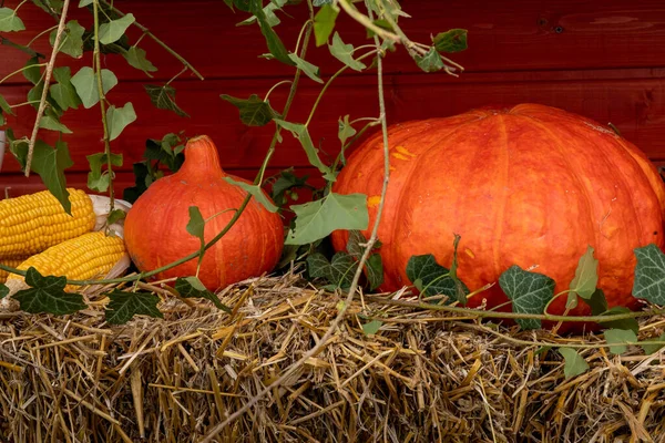 Samanlıkta balkabağı ve mısır koçanı. Sonbahar titreşimleri.
