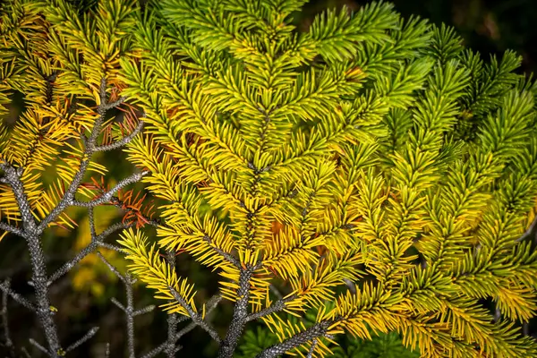 トウヒの木の枝のクローズアップ 秋に針が黄色に変わりました ぼやけた背景 — ストック写真