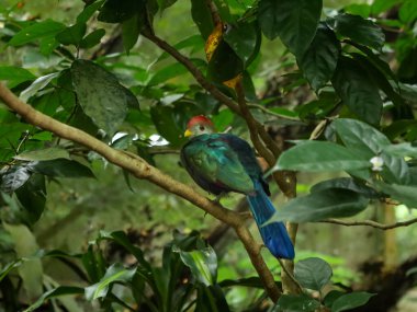 Red crested turaco tropical bird, endemic to Angola, in the Singapore Zoological Garden.
