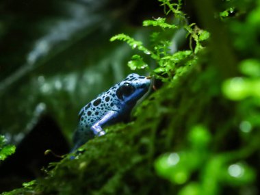 Close-up of a dyeyng poison frog (Dendrobates tinctorius) in the jungle. 