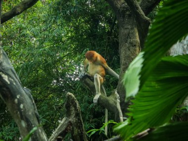 Hortumlu maymun erkek yetişkin Singapur Hayvanat Bahçesi 'ndeki ağaçta uyuyor.. 