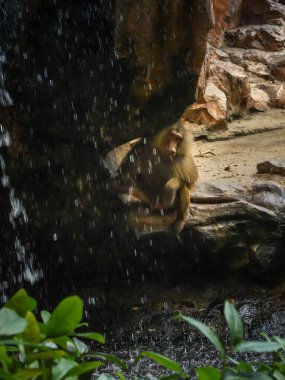 Macak maymunu Singapur zoolojik bahçesindeki şelalenin yanındaki kayanın altında oturuyor..