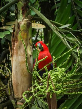 Yağmur ormanlarındaki ağaç dalında kırmızı kırmızı bir papağanın yakın çekimi.. 
