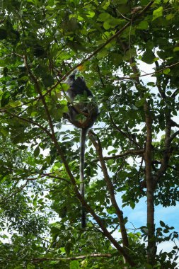 Gümüş renkli maymunlar Bako, Borneo, Malezya 'da ağaçta. 