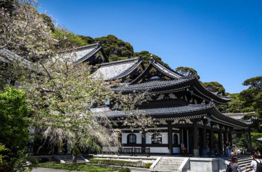 Kamakura, Japonya - 15 Nisan 2025: İlkbaharda çiçek açan kiraz ağaçlarıyla çevrili Hasedera Budist tapınağının güzel binası. 