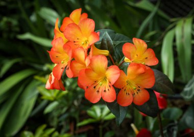 Singapur Bulut Ormanı 'nda çiçek açan güzel turuncu orkide.. 