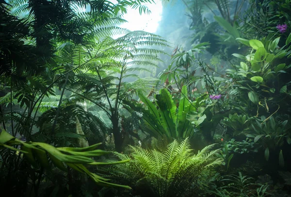 Singapur 'daki Bulut Ormanı' nda sisli, sisli bir yağmur ormanı. Yemyeşil tropikal bitki örtüsü, insan yok.. 