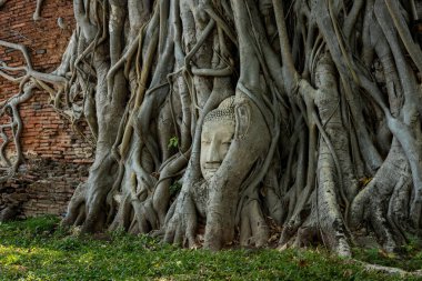Ayutthaya, Tayland - 1 Mart 2025: Wat Mahathat, Ayutthaya tarihi parkında Bodhi ağaç köklerinde ünlü Buda başı.