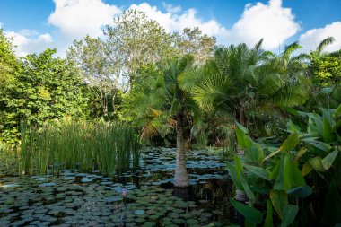 Yeşil mangrov ormanları tropikal bitkiler, palmiye ağaçları, kamış ve nilüfer çiçekleri ile birlikte Singapur Körfezi yakınlarındaki Gardens 'ın gölet yüzeyinde..
