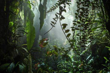 Singapur 'daki Bulut Ormanı' nda sisli, sisli bir yağmur ormanı. Arkaplan olarak yemyeşil tropikal bitki örtüsü.
