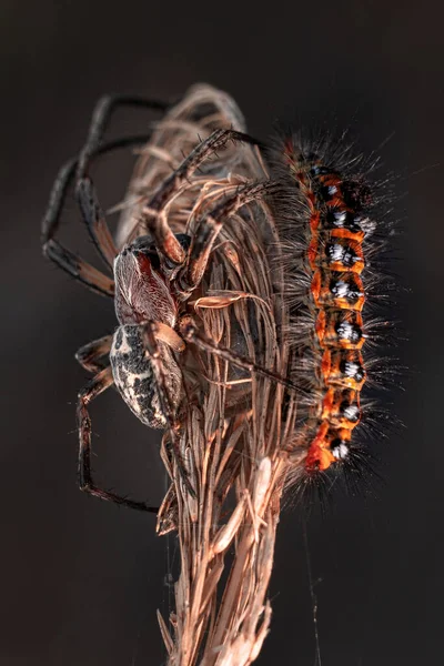 Паук Larinioides Cornutus Коконе Охотится Гусеницу — стоковое фото