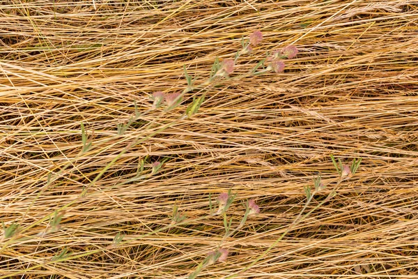 Цветы на сухой траве — стоковое фото