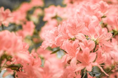 Hassas pembe, mercan yaz arka planı. Çiçek açan çalılar, bir sürü çiçek ve tomurcuk. Bahar çiçekleri. seçici odak