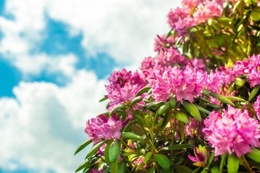 Güzel açan pembe Azalea - Rododendron cinsinde çiçek açan çalılar. Pembe, yaz çiçeği arka planı. Bahçe işleri.