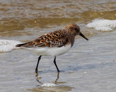 Burada bir Sanderling 'i Jekyll Adası' nın altın renkli dalgalarında üreme tüylerini görüyoruz..