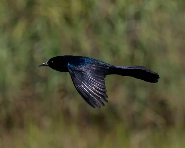 Ezt Csónak Farkú Grackle Repülés Közben Fogták Jekyll Szigeten — Stock Fotó