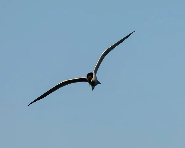 Tern Faturado Altamaha Wma Butler Island Busca Sua Próxima Refeição — Fotografia de Stock