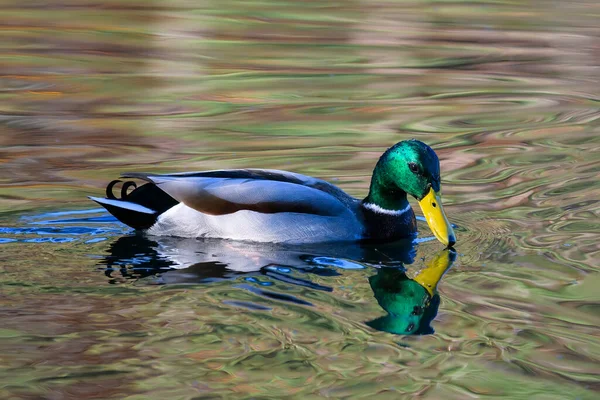 Single Mallard Duck Seen Rippled Light Green Background Caused Reflections — Stock Photo, Image