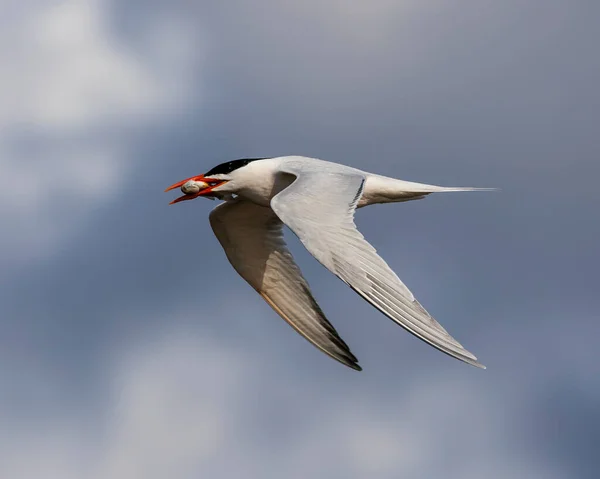 Este Royal Tern Cogió Pez Dirige Casa Probablemente Para Alimentar — Foto de Stock