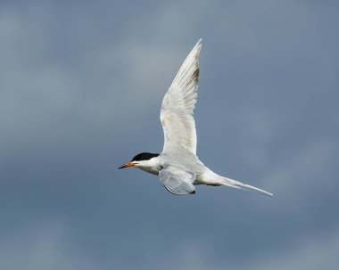 Bu güzel Forster 's Tern Jekyll Adası' nda balık ararken görülmüş..