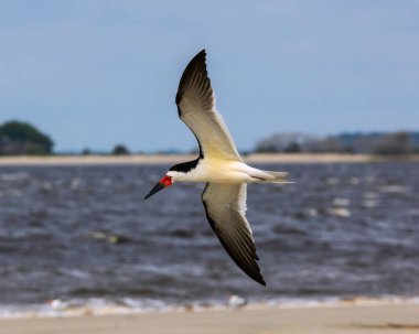 Bu Kara Süzgeç, Jekyll Adası 'ndaki uzak bir sahil şeridinin zeminine sıkıştı..