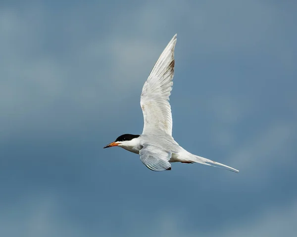 Este Hermoso Tern Forster Fue Visto Isla Jekyll Volando Largo — Foto de Stock