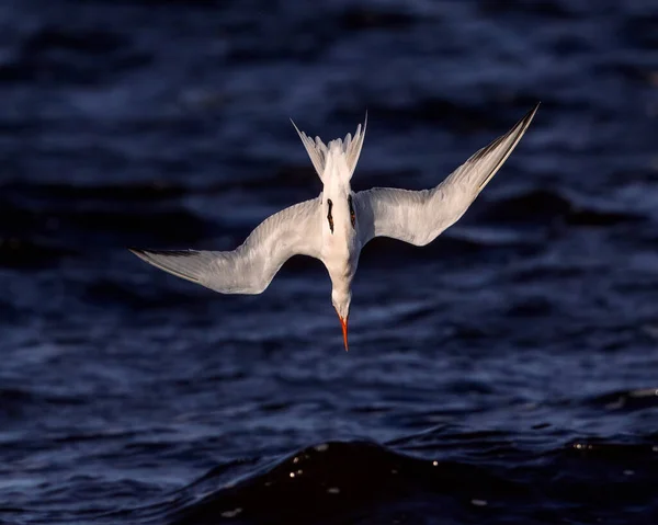 Royal Tern Mergulha Para Peixes Fora Jekyll Island Contra Pano — Fotografia de Stock