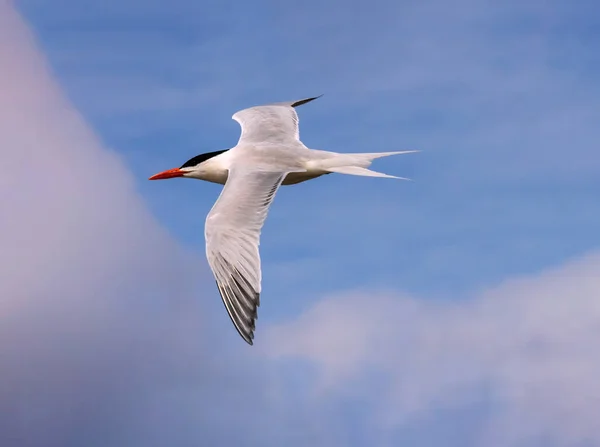 Este Royal Tern Fue Visto Frente Isla Jekyll Volando Cielo — Foto de Stock