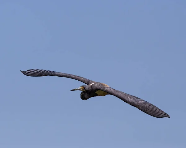 Jag Tror Inte Att Jag Någonsin Har Fångat Ett Mer — Stockfoto