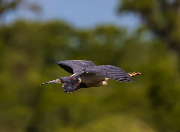 Tato Tricolor Heron Letu Butler Island Altamaha Wma Vidět Vzdáleném — Stock fotografie