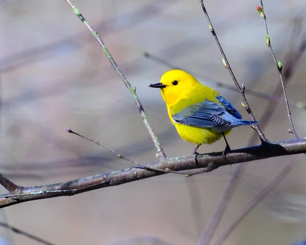 Prothonotary Warbler Seen Early Spring Just Trees Budding — Stock Photo, Image