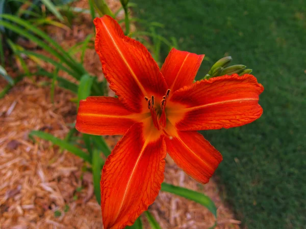 Orange Daylily Close Jardim — Fotografia de Stock